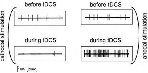 Illustration des mécanismes physiologiques d'une stimulation transcrânienne par courant continu anodique (à droite  de la figure) et cathodique (à gauche de la figure), sur la décharge neuronale chez l'animal (d’après Bindman et al