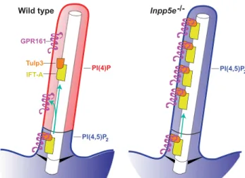 Figure 6. Model of the Role of Ciliary Phosphoinositides in Hh Signaling