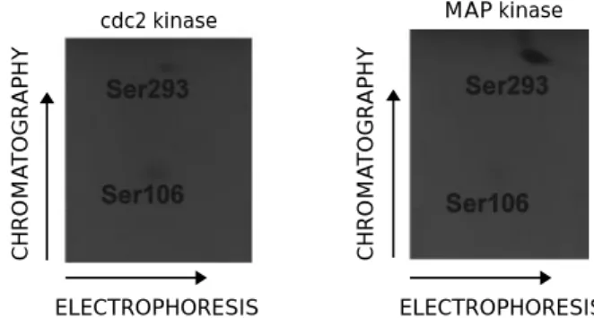 Figure 3 In vitro phosphorylation of Tax by cdc2 and MAP kinases (p44 mpk ). The wild-type Tax protein was expressed in bacteria using the pTIT vector under the control of the T7 RNA polymerase promoter