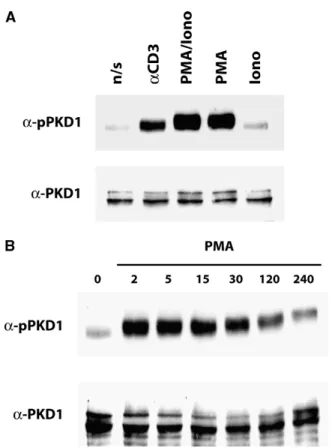 Figure 3. PKD associates with the NH 2  terminus of HDAC7. (A) The  NH 2  terminus of HDAC7 (aa 1–490) was expressed as a GST fusion protein  and immobilized on glutathione agarose beads