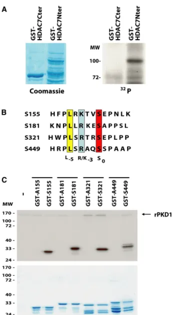 Figure 4. PKD1 phosphorylates S155, S181, S321, and S449 of  HDAC7 in vitro. (A) The C- (aa 490–915) and N- (aa 1–490) terminal  do-mains of HDAC7 were produced as GST fusion proteins (GST-HDAC7Cter  and GST-HDAC7Nter, respectively) and immobilized on glut