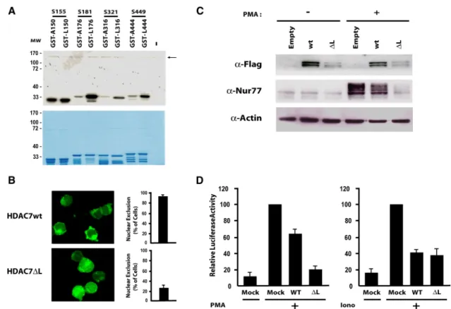 Figure 7. PKD regulates Nur77 expression in response to TCR stim- stim-ulation. (A) GST fusion proteins corresponding to the sequences surrounding  the four putative PKD phosphorylation sites in HDAC7 were used  indepen-dently as substrates in IVK assays w