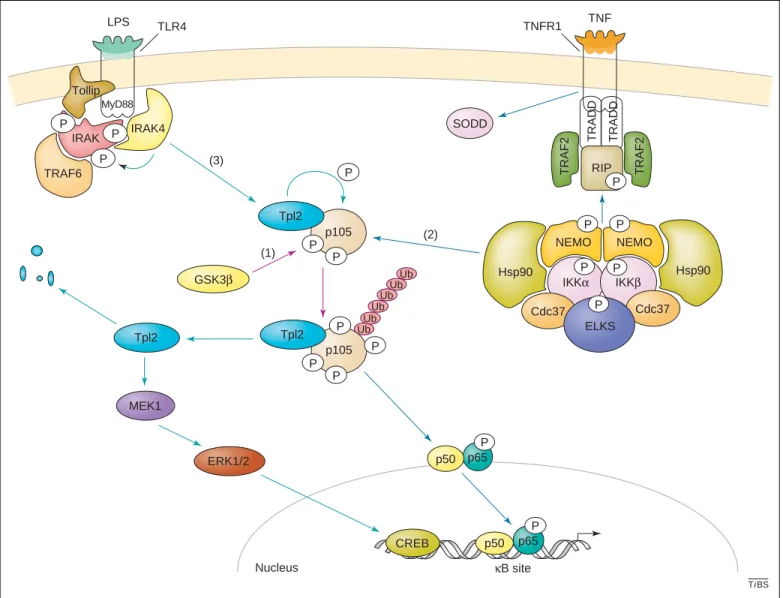 Figure 2. The p105-dependent pathways. The p105 inhibitory molecule is a phosphoprotein involved in three signalling pathways