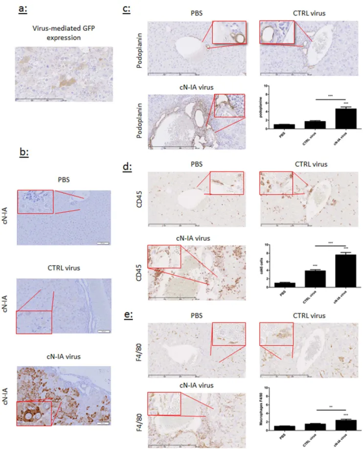 Figure 6. Effect of adenosine on lymphatic vasculature and inflammatory cell recruitment in the liver