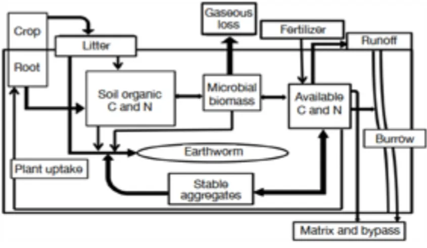 Figure 2. Ecosystem budget model to examine pools and fluxes of C and N in the presence of  earthworms (Bohlen et al., 2004a)