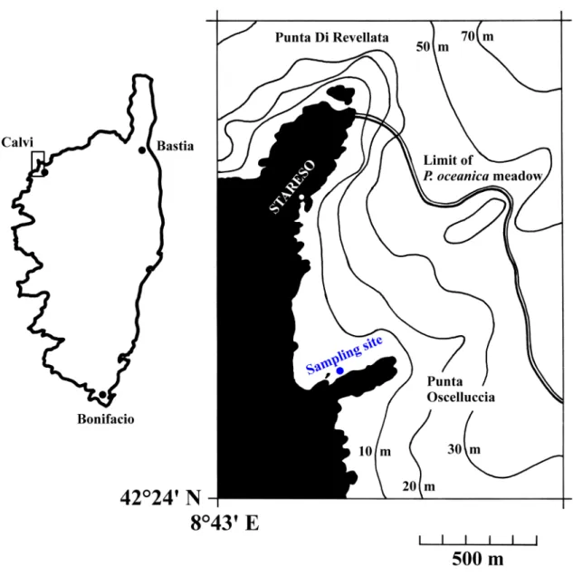 Figure 1 – Location of the STARESO research station (University of Liège) and the sampling site in  the Bay of Calvi indicating the lower limit of the P