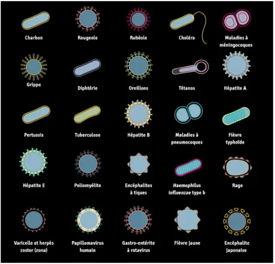 Figure 15 - Principaux agents pathogènes évitables par la vaccination – Source OMS 