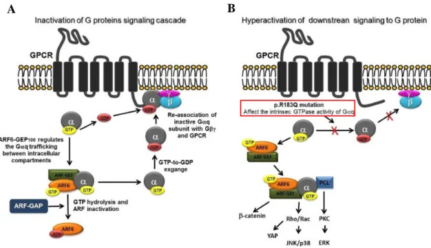 Figure  3.  Représentation  schématique  du  cycle  d'activation et  d'inactivation  des  protéines  G  par les récepteurs  couplés aux protéines G