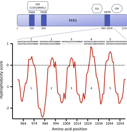 Fig. 4. Hydrophobicity plot for the human PER3 exon 18 containing the VNTR. The schematic PER3 protein shows the VNTR polymorphic region toward the C-terminal of the protein (amino acids 965e1054) in relation to binding regions for CK1 and CRY, and the PAS