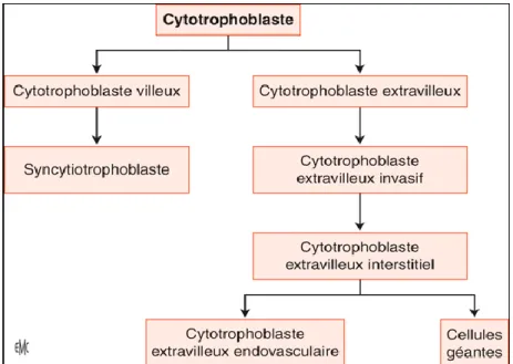 Figure n° 2 : Représentation des voies de différenciation du cytotrophoblaste humain,  d’après EMC
