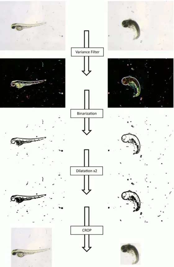 Figure 1. Image Preprocessing: From original image to the one used for classification
