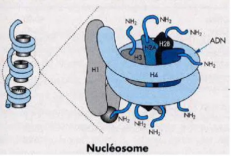 Figure 2 : Structure du nucléosome 