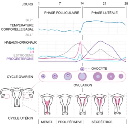 Figure 1 : Le cycle menstruel (7) 
