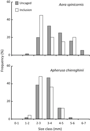 Fig. 7    Proportional size-frequency distributions of Aora spinicornis  (n  =  76 in uncaged areas and 20 in cages) and Apherusa chiereghinii  (n  =  73 in uncaged areas and 50 in cages) in the inclusion experiment