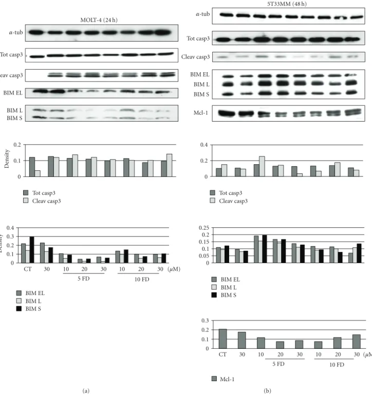 Figure 6: Expression of apoptosis molecules. The eﬀect of diﬀerent concentrations of forodesine and dGuo on the expression of caspase 3 cleavage, BIM and Mcl-1 are shown in MOLT-4 (a) and 5T33MM (b) cells
