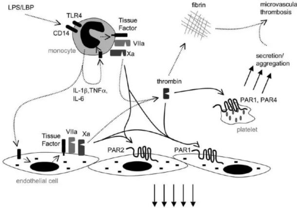 Fig. 1: Rôle du facteur tissulaire dans la cascade de l’inflammation 