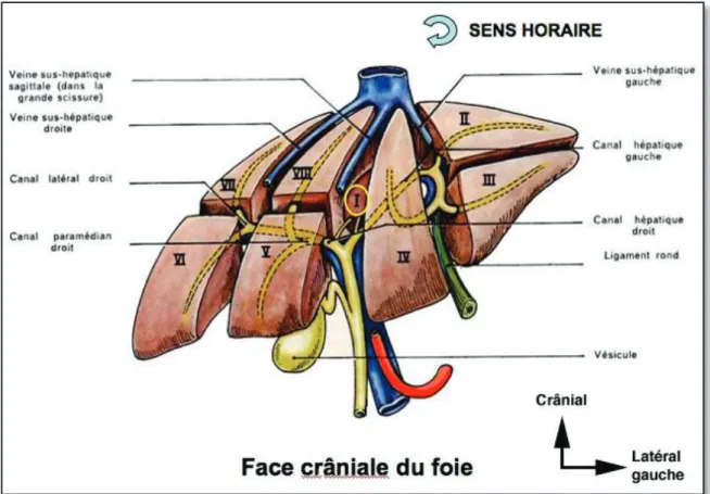Figure 4 : Segmentation hépatique : face craniale du foie 