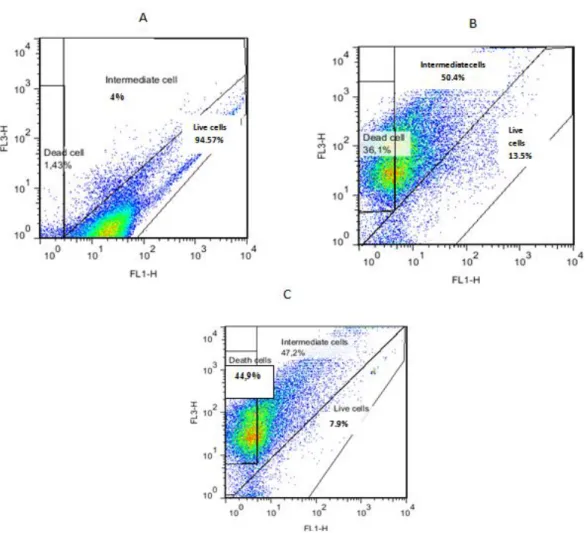 Figure 5. Flow cytometry analyzed of Pseudomonas fluorescens BTP1 after PI/cFDA  double staining (A.Cream of cells before freeze-drying, B