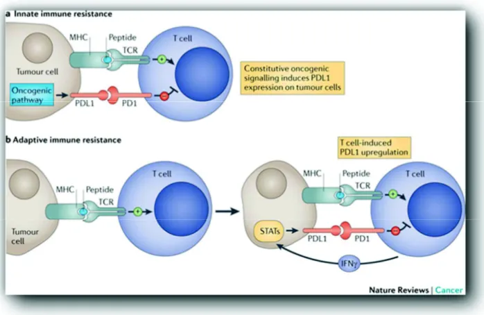 Figure 6 : Mécanisme d’échappement immunitaire inné et acquis par l’interaction PD1-PDL1
