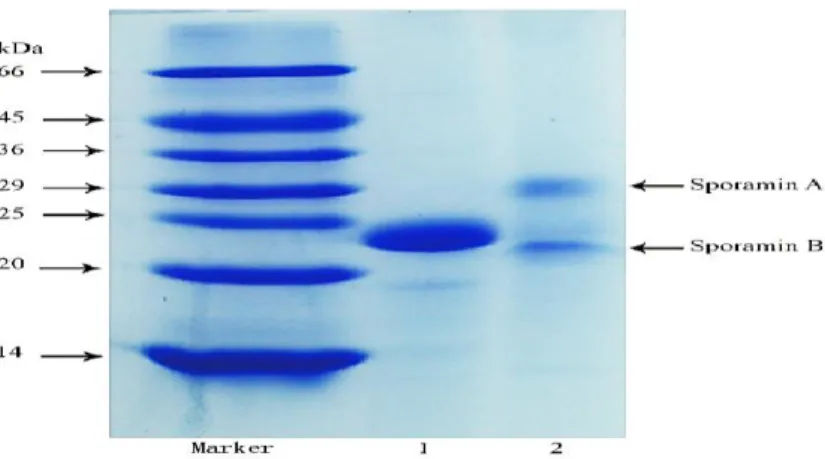 Fig. 2-3 Molecular distribution of SPP under reducing (lane 1) and non-reducing (lane 2)  SDS-PAGE conditions 