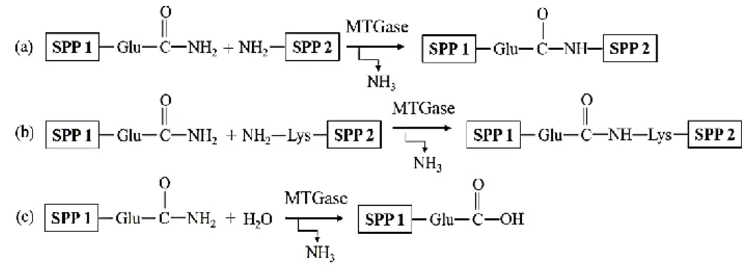 Fig. 2-4 MTGase catalyzed enzymatic reactions: (a) acyl-transfer; (b) cross-linking of lysine  and glutamine residues; (c) deamidation 