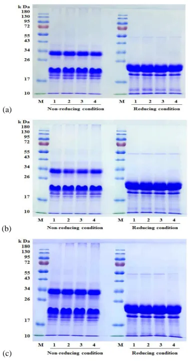 Fig. 3-3. SDS-PAGE of SPP treated by HHP under non-reducing and reducing conditions.