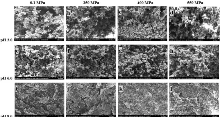 Fig. 3-5. Scanning electron microscopy (SEM) images (×2000) of gels from SPP treated by HHP at different pH values