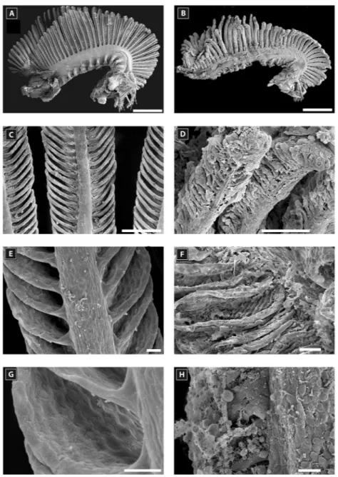 Figure 5. Scanning electron microscopy of a second gill arch of Amphiprion akallopisos unexposed to holothurian saponins in A, C, E, G and exposed to holothurian saponins in B, D, F, H