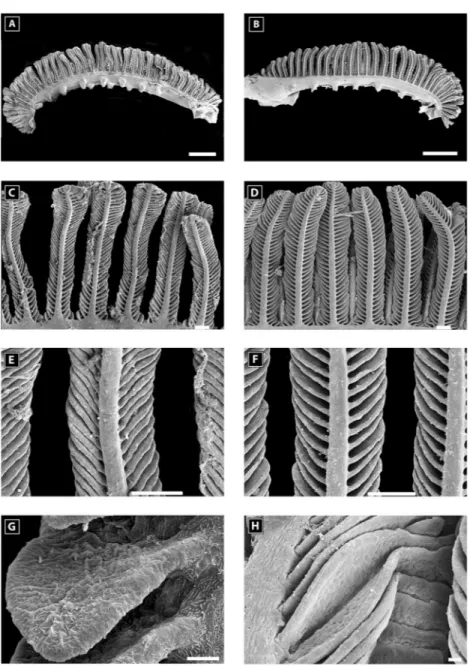 Figure 6. Scanning electron microscopy of a second gill arch of Carapus homei unexposed to holothu- holothu-rians saponin in A, C, E, G and exposed to holothurian saponins in B, D, F, and H