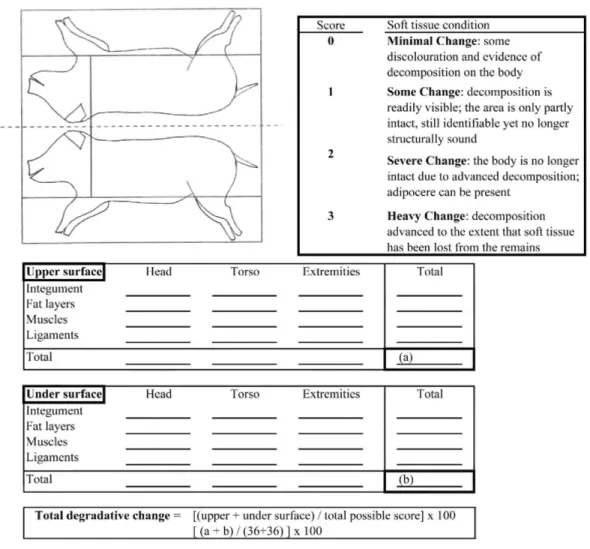 Fig. 2. Carcass condition assessment (Bradford score). 