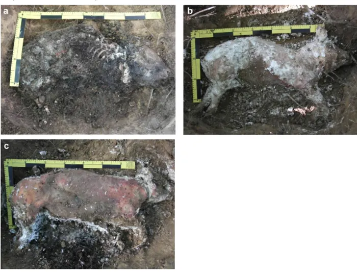 Fig. 6. (a) Upper surface of unlimed pig A2 after six months of burial. The carcass exhibited an advanced stage  of decomposition and skeletonisation