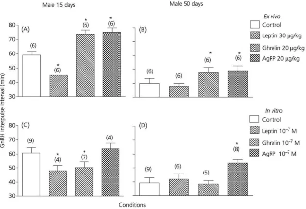 Fig. 1. Effects of in vivo administration and in vitro incubation of leptin, ghrelin, agouti-related protein (AgRP)  and saline on the gonadotrophin-releasing hormone (GnRH) interpulse interval observed using hypothalamic  expiants of 15- and 50-day-old ma