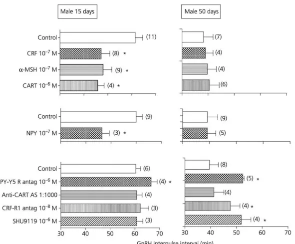 Fig. 2. Effect of anorectic, orexigenic and antagonist peptides on the gonadotrophin-releasing hormone (GnRH)  interpulse interval using hypothalamic expiants from prepubertal (15 days) and adult (50 days) male rats