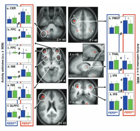 Figure 3.  Significant nonclassic (blue &gt; green) light-induced modulation of brain  activity after 25 hours of wakefulness in PER3 5/5 