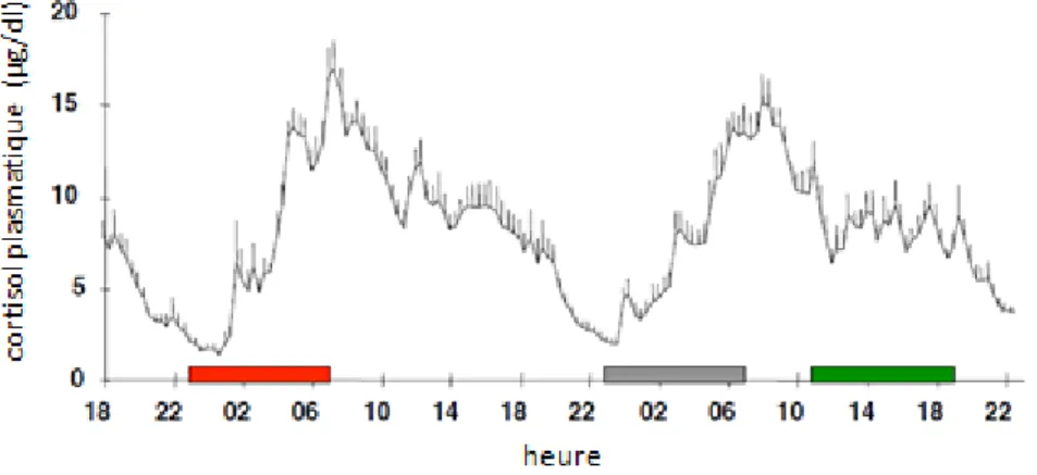 Figure 2 : Concentration en cortisol plasmatique au cours du nycthémère après privation de sommeil