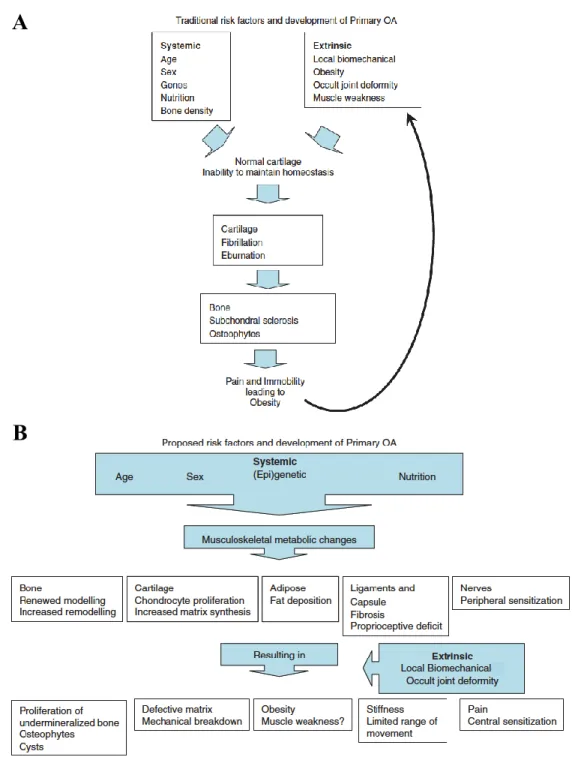 Figure 2-1 : Pathophysiologie de l’arthrose (facteurs d’apparition et d’évolution de l’arthrose)