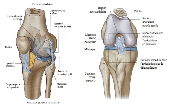 Figure 2-2 : Schéma des principaux éléments de l’articulation du genou. 