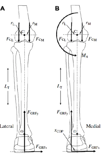 Figure 2-7 : Diagramme de corps libre du membre inférieur lors de la marche. 