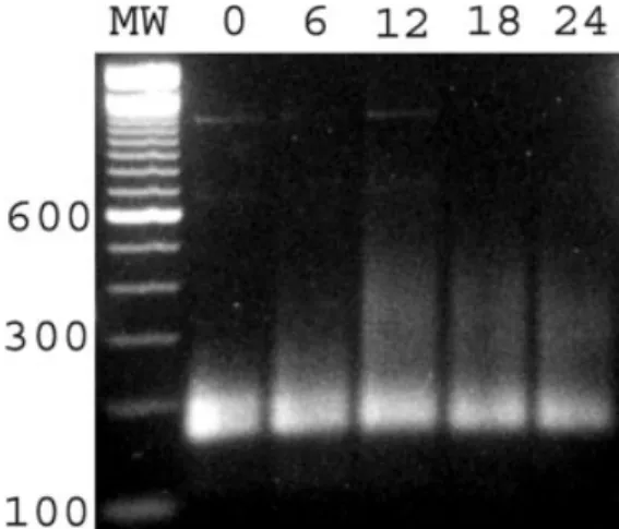 Fig. 2. RACE-PAT analysis in cyclin B1 transcript, before and after maturation. MW: molecular weight marker (bp); I: immature oocytes;