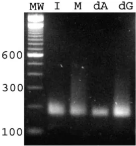 Fig. 6. Nuclear maturation kinetics in the presence of 3 0 -dA. CTRL: