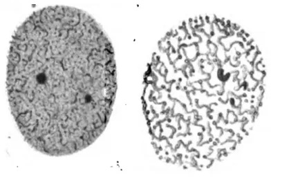 Figure 1 : Walther Flemming, Zellsubstanz, Kern und Zellteilung(1) 