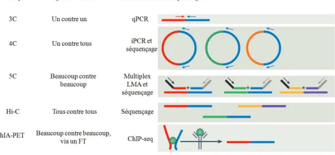 Figure 16 : Résumé des méthodes dérivées de Chromosome Conformation Capture. 
