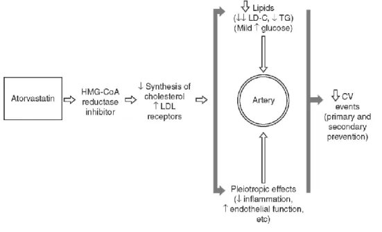 Figure 1. Metabolic and cardiovascular effects of atorvastatin. 