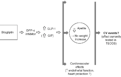 Figure 2. Metabolic and cardiovascular effects of sitagliptin. 