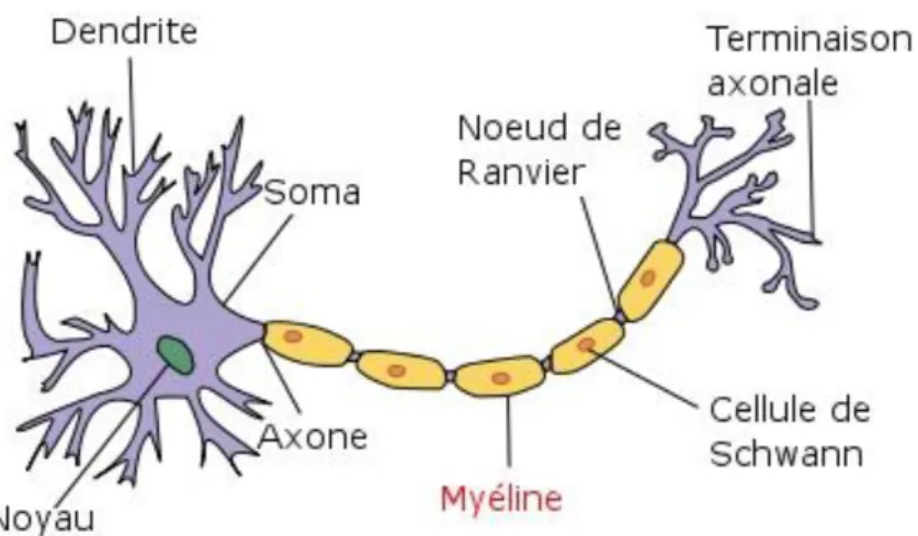 Figure 1 : structure anatomique de la fibre nerveuse 