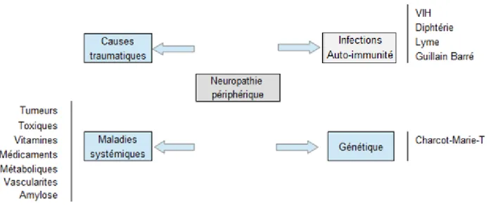 Figure 3 : Tableau des principales étiologies des neuropathies périphériques.   