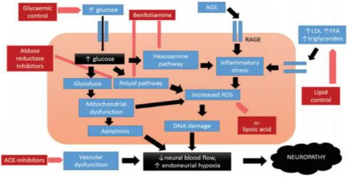 Figure 7 : Physiopathologie de la neuropathie diabétique dont le mécanisme de la voie des polyols  dans la pathogénèse des neuropathies (Javed) (28) 