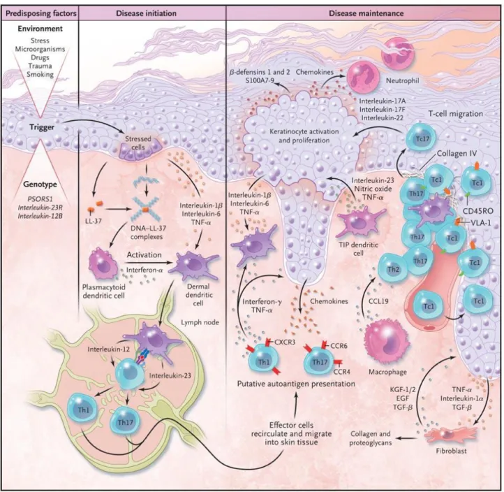 Figure 1 – Physiopathologie du psoriasis – cascade d’activation immunitaire 