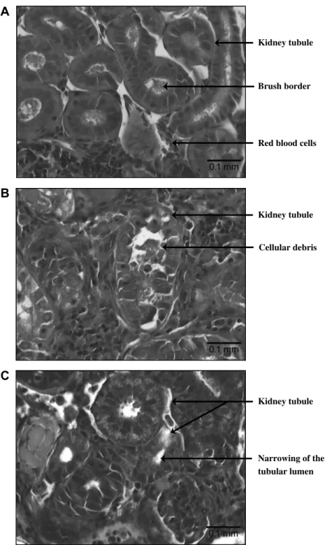 Fig. 3. Kidney ultrastructure observed in light microscope in a control Atlantic cod (A) and two Atlantic cods that had received 60 (B) and 80 mg kg 1 (C) intravenous gentamicin injection