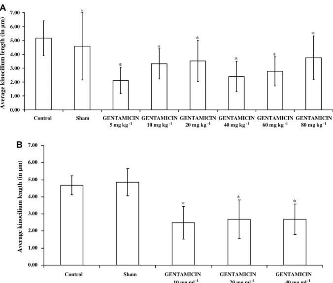 Fig. 6. Average kinocilia length in Atlantic cods after intravenous (A) and intrasaccular (B) injection of gentamicin at different doses